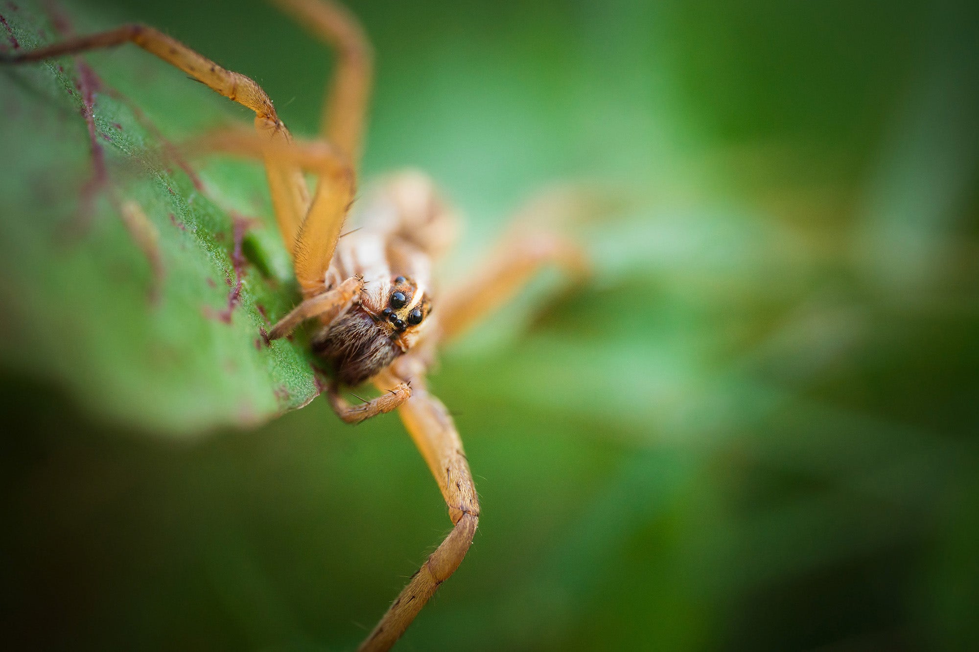 A day on the farm with the SIGMA 105mm F2.8 DG DN Macro | Art - Sigma