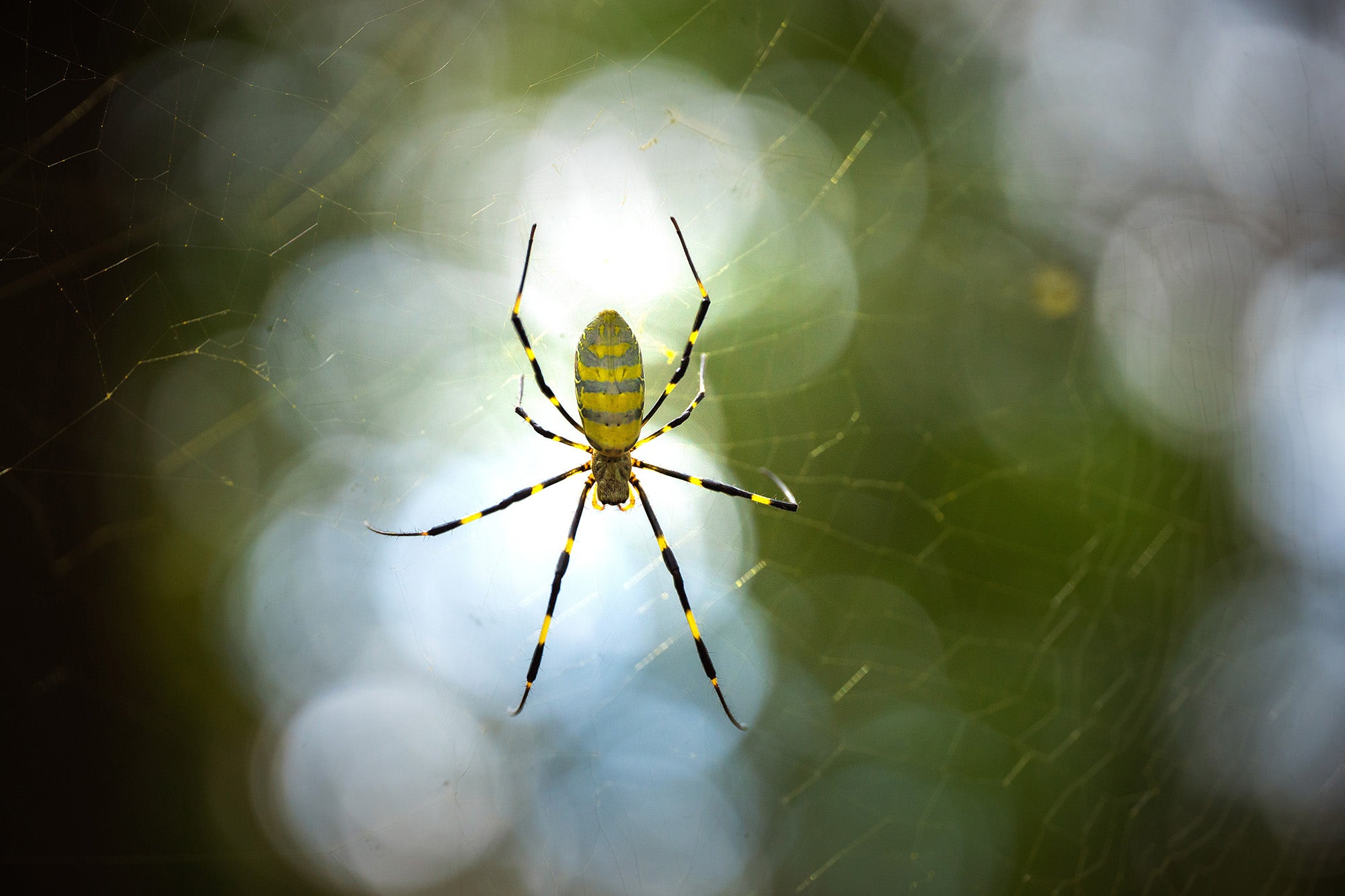 A day on the farm with the SIGMA 105mm F2.8 DG DN Macro | Art - Sigma