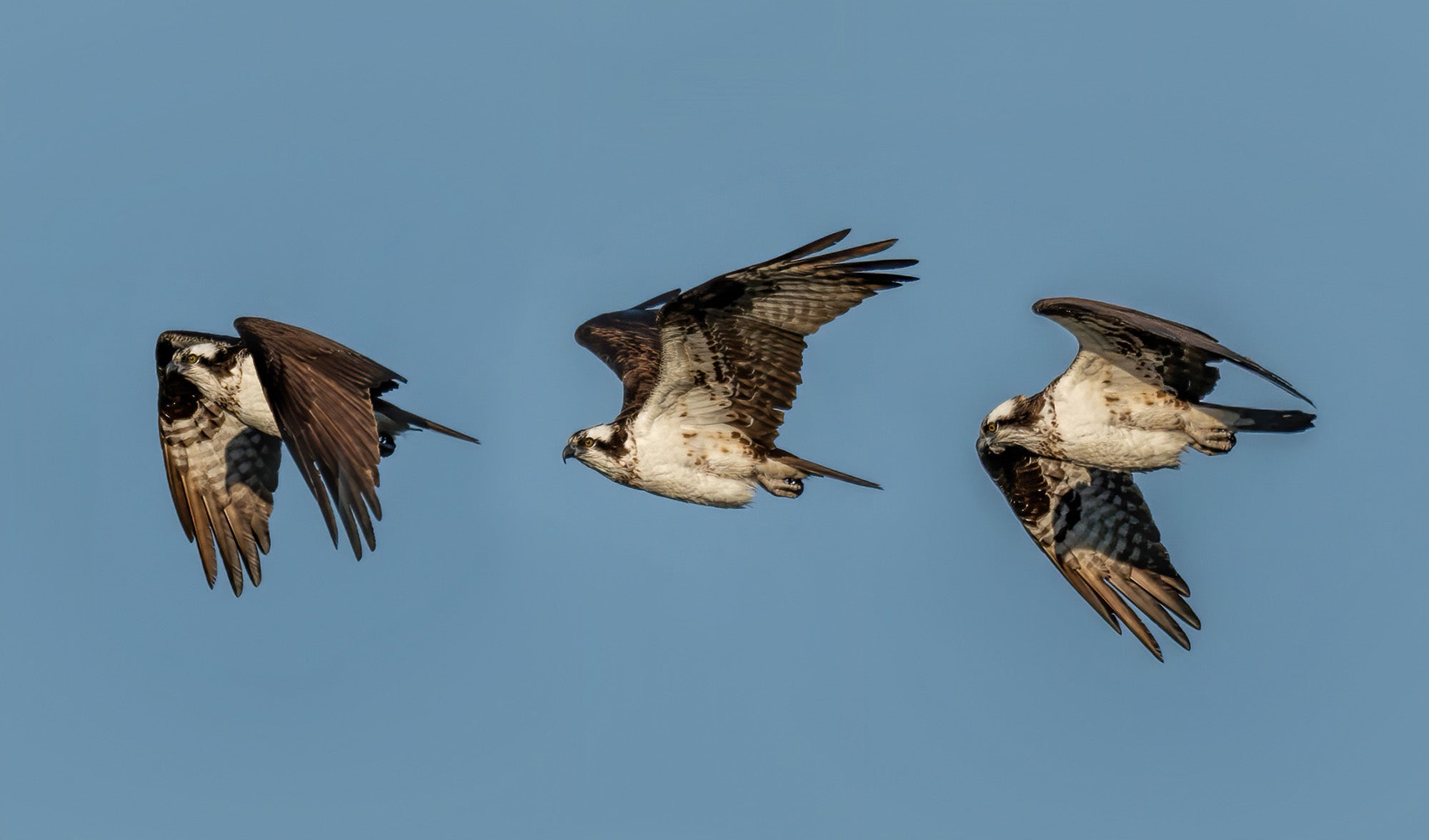 Getting Closer To Nature With The Sigma 500mm F4 Sports Lens Sigma